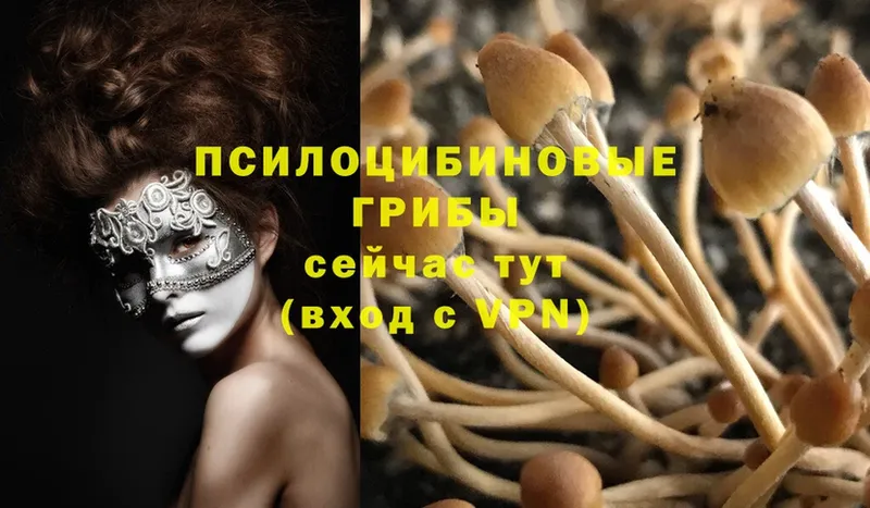 Галлюциногенные грибы Psilocybe  Сорск 